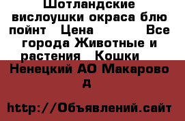 Шотландские вислоушки окраса блю пойнт › Цена ­ 4 000 - Все города Животные и растения » Кошки   . Ненецкий АО,Макарово д.